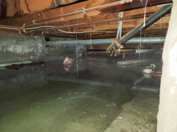  North El Monte, CA Water damage restoration Pros